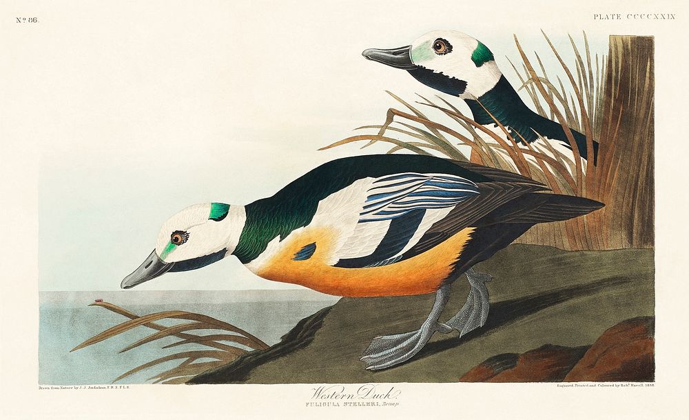 Western Duck from Birds of America (1827) by John James Audubon (1785 - 1851), etched by Robert Havell (1793 - 1878).…