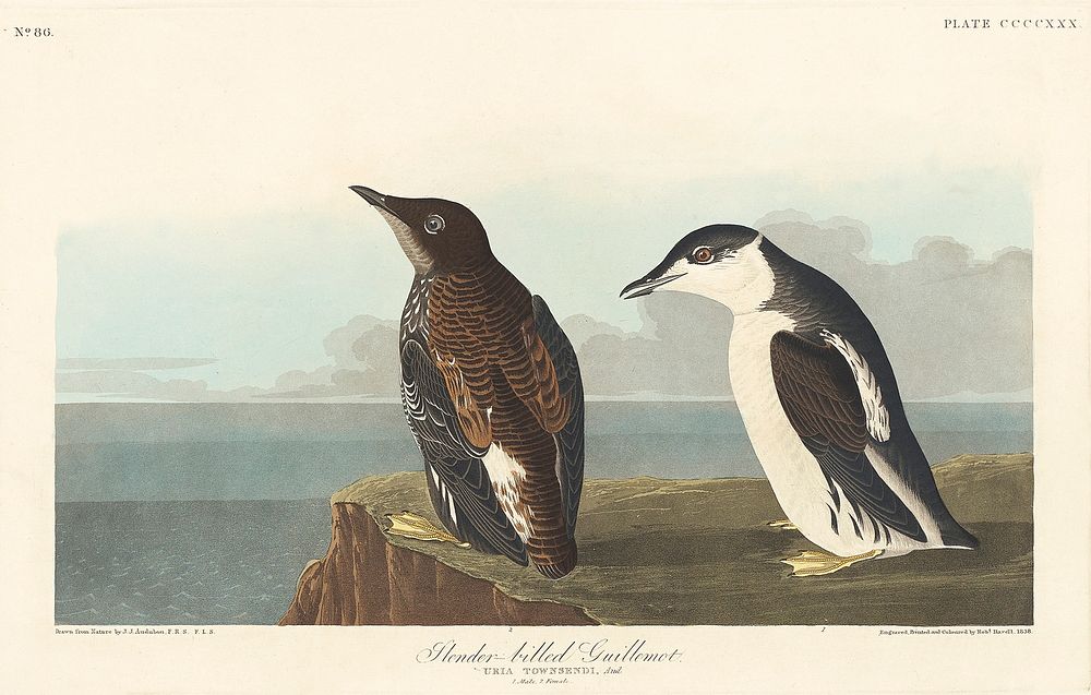 Slender-billed Guillemot from Birds of America (1827) by John James Audubon (1785 - 1851), etched by Robert Havell (1793 -…