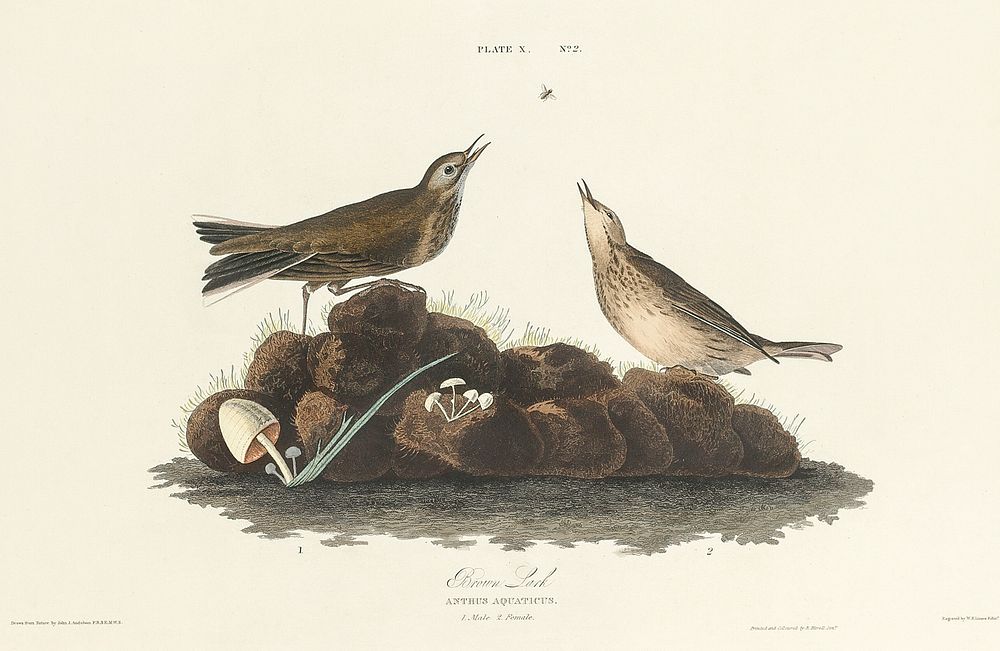 Brown Lark from Birds of America (1827) by John James Audubon, etched by William Home Lizars. Original from University of…