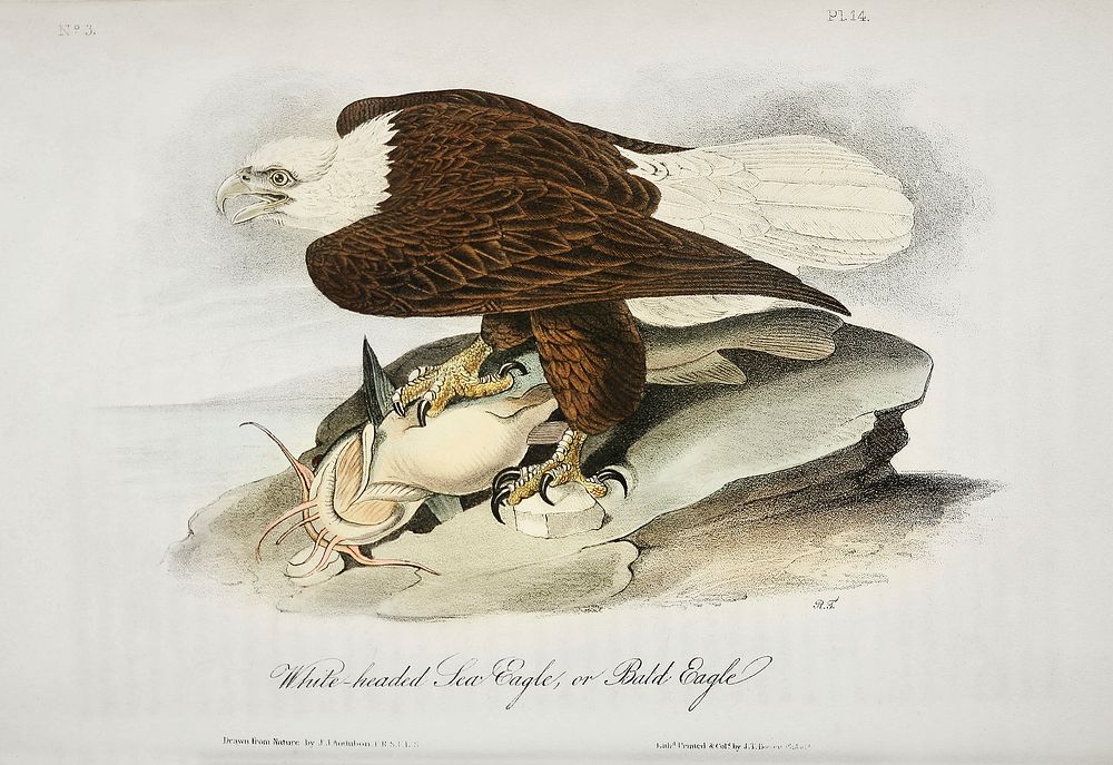 Plate from Birds of America (1827) by John James Audubon, etched by William Home Lizars. Original from University of…