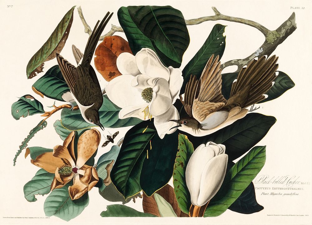 Black-billed Cuckoo from Birds of America (1827) by John James Audubon, etched by William Home Lizars. Original from…