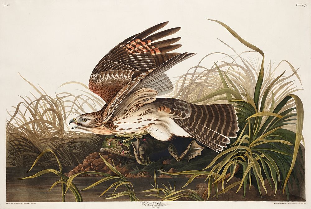 Winter Hawk from Birds of America (1827) by John James Audubon, etched by William Home Lizars. Original from University of…