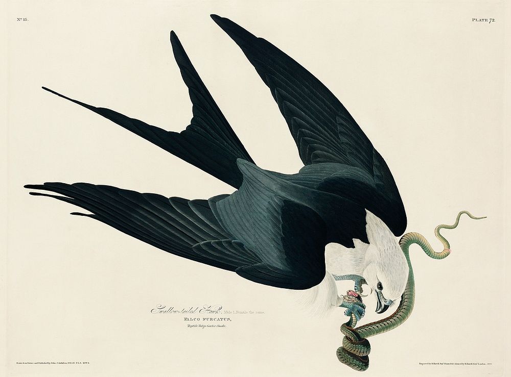 Swallow-tailed Hawk from Birds of America (1827) by John James Audubon, etched by William Home Lizars. Original from…