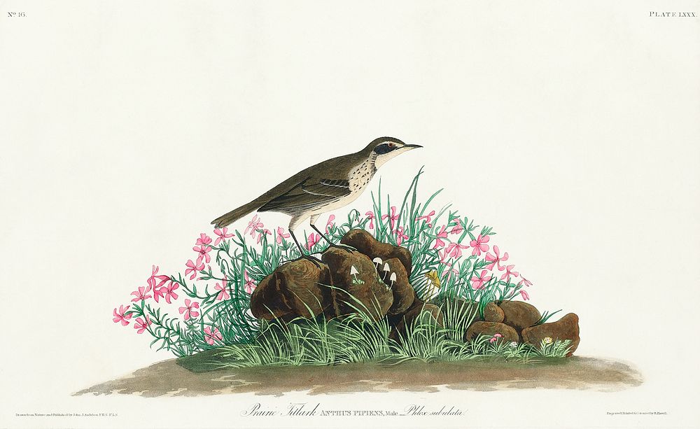 Prairie Titlark from Birds of America (1827) by John James Audubon, etched by William Home Lizars. Original from University…
