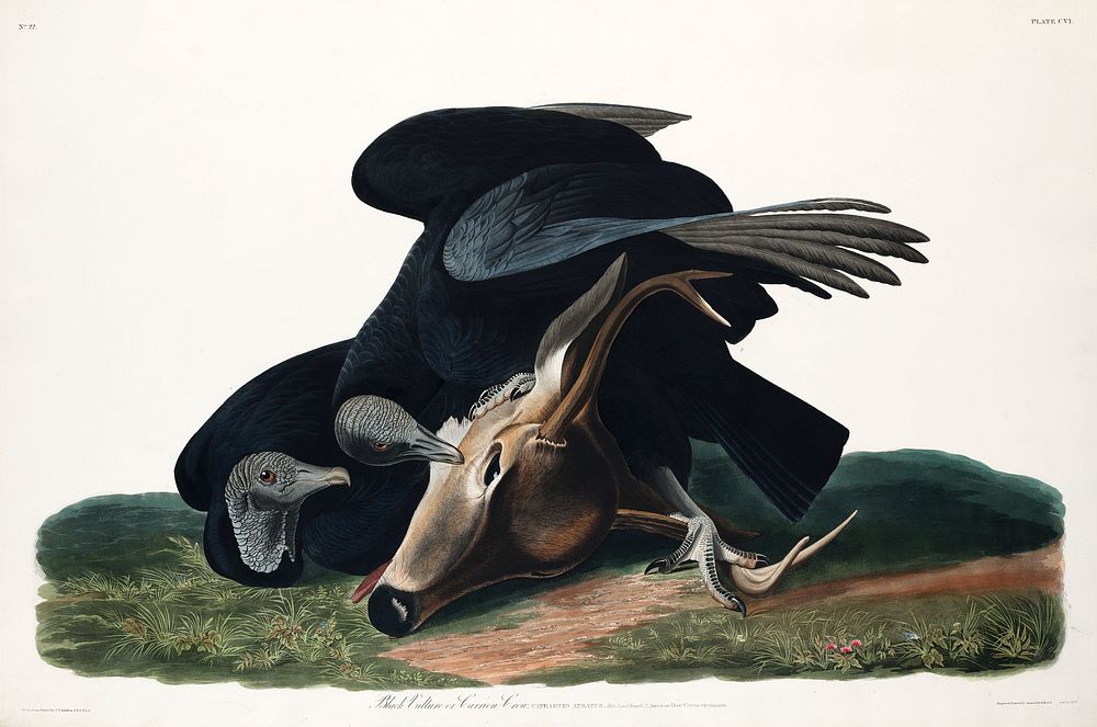 Black Vulture, or Carrion Crow from Birds of America (1827) by John James Audubon, etched by William Home Lizars. Original…
