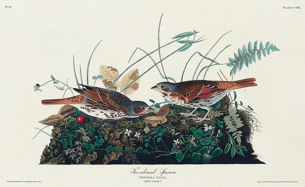 Fox-coloured Sparrow from Birds of America (1827) by John James Audubon, etched by William Home Lizars. Original from…