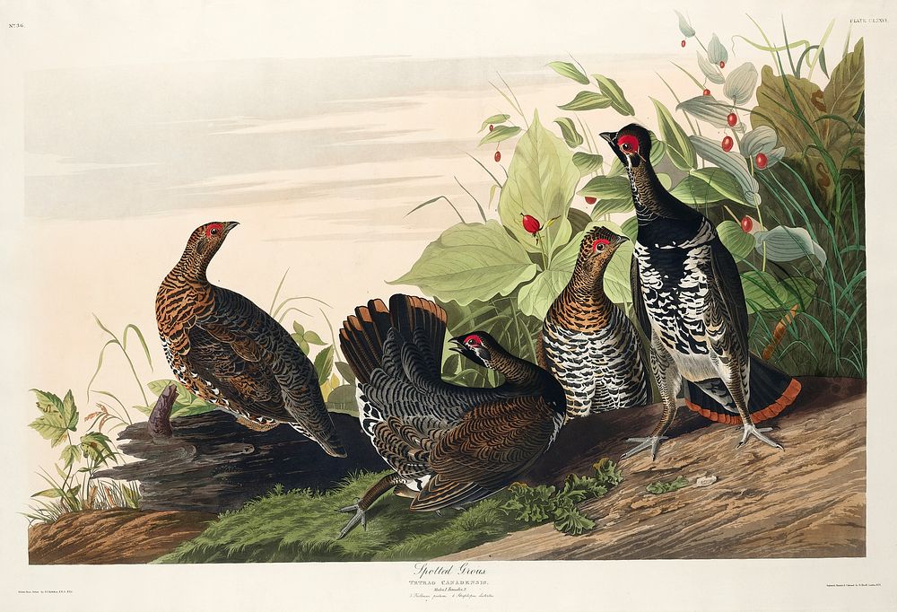 Spotted Grouse from Birds of America (1827) by John James Audubon, etched by William Home Lizars. Original from University…