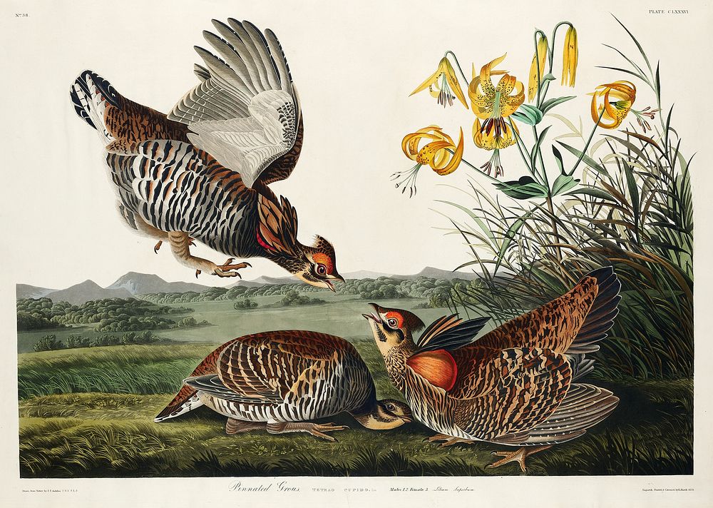 Pinnated Grouse from Birds of America (1827) by John James Audubon, etched by William Home Lizars. Original from University…