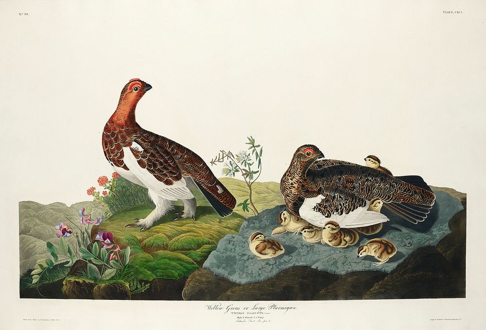 Willow Grouse, or Large Ptarmigan from Birds of America (1827) by John James Audubon, etched by William Home Lizars.…
