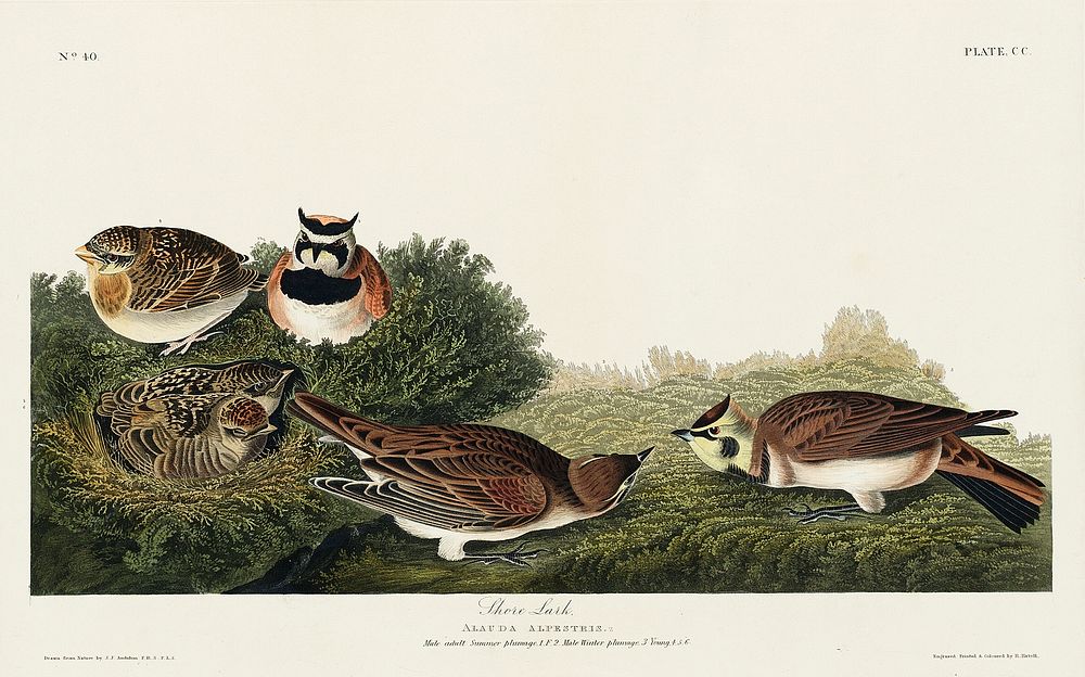 Shore Lark from Birds of America (1827) by John James Audubon, etched by William Home Lizars. Original from University of…