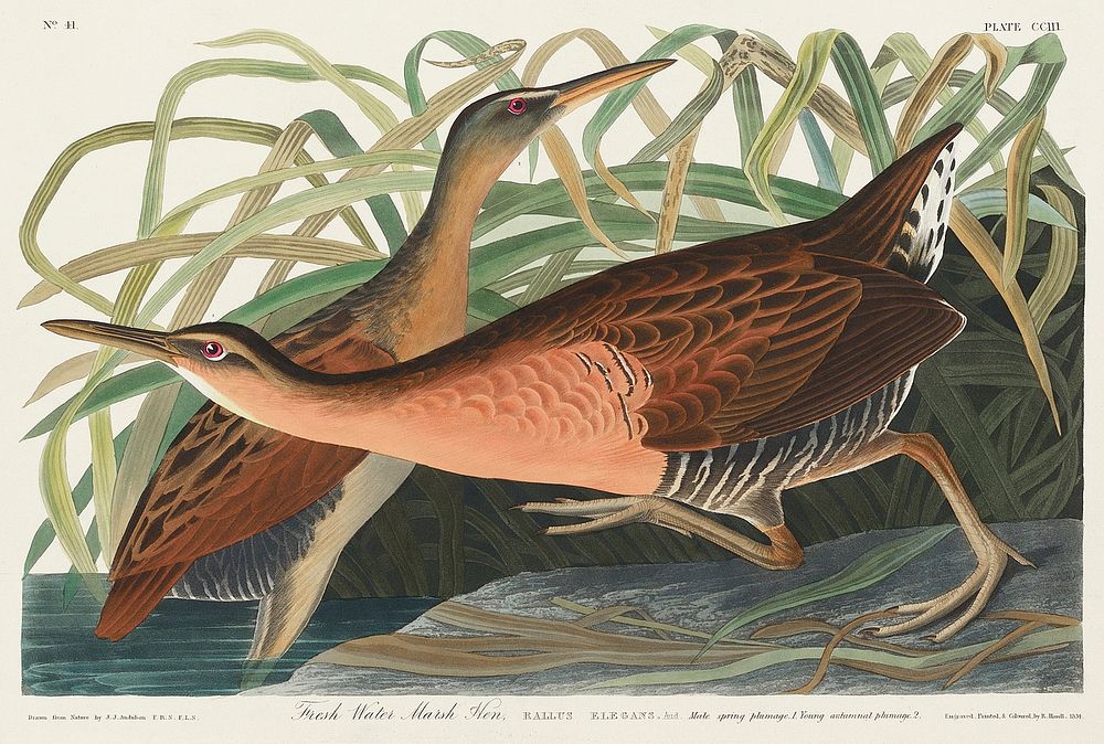 Fresh Water Marsh Hen from Birds of America (1827) by John James Audubon, etched by William Home Lizars. Original from…