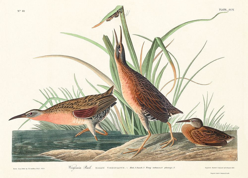 Virginia Rail from Birds of America (1827) by John James Audubon, etched by William Home Lizars. Original from University of…