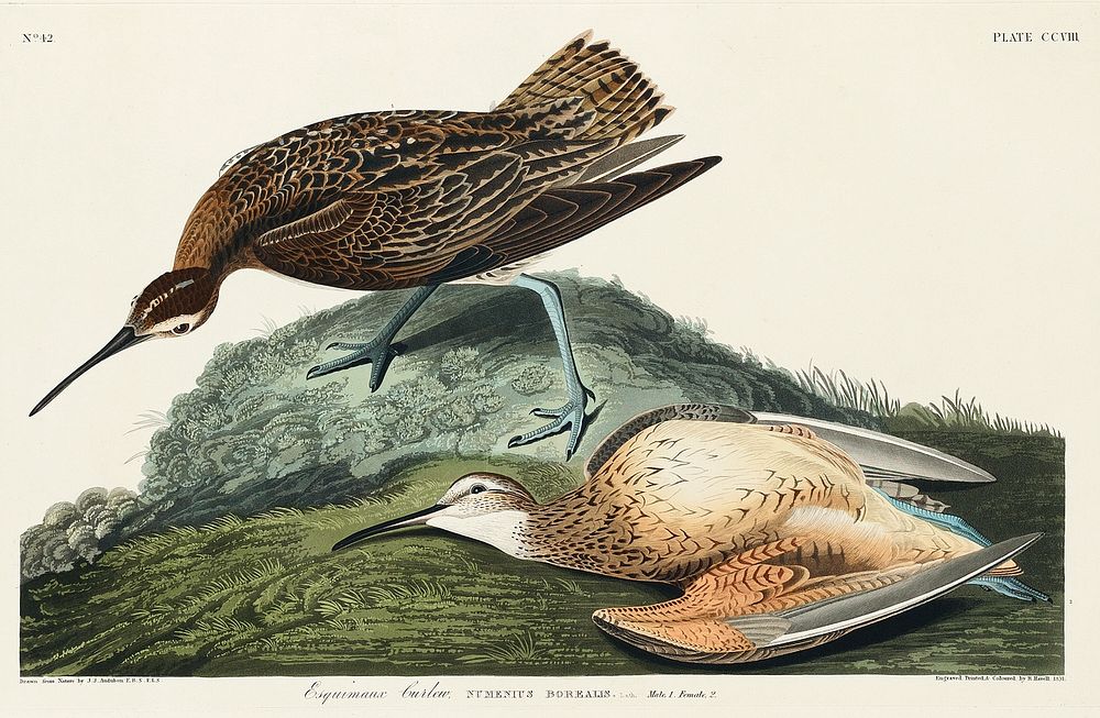 Esquimaux Curlew from Birds of America (1827) by John James Audubon, etched by William Home Lizars. Original from University…