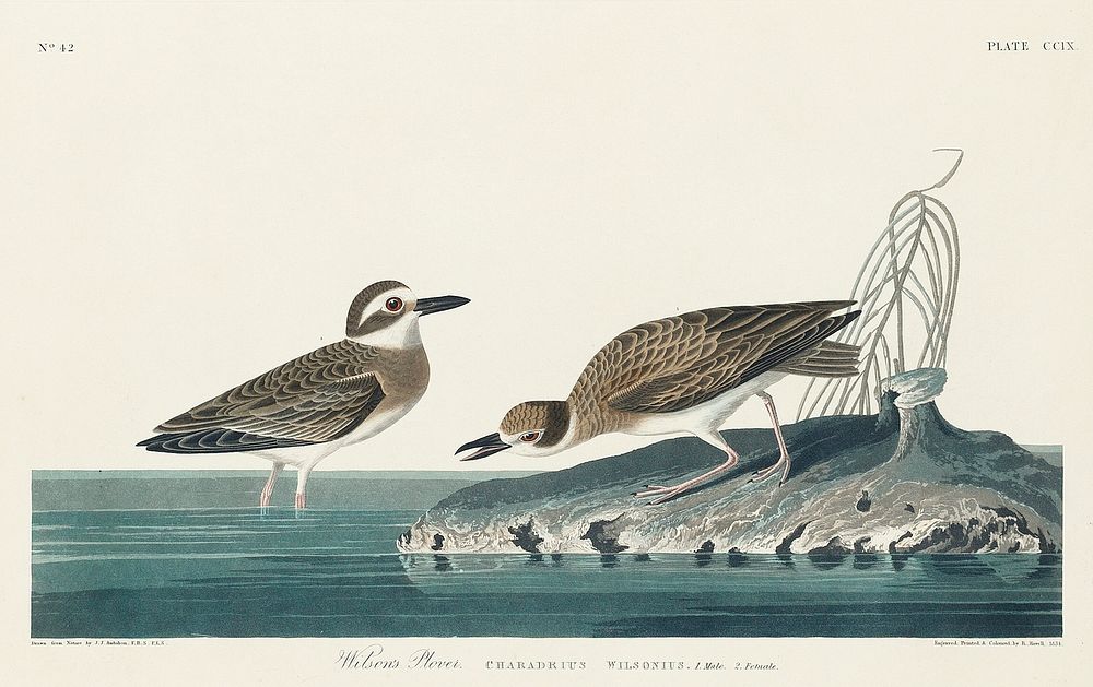 Wilson's Plover from Birds of America (1827) by John James Audubon, etched by William Home Lizars. Original from University…