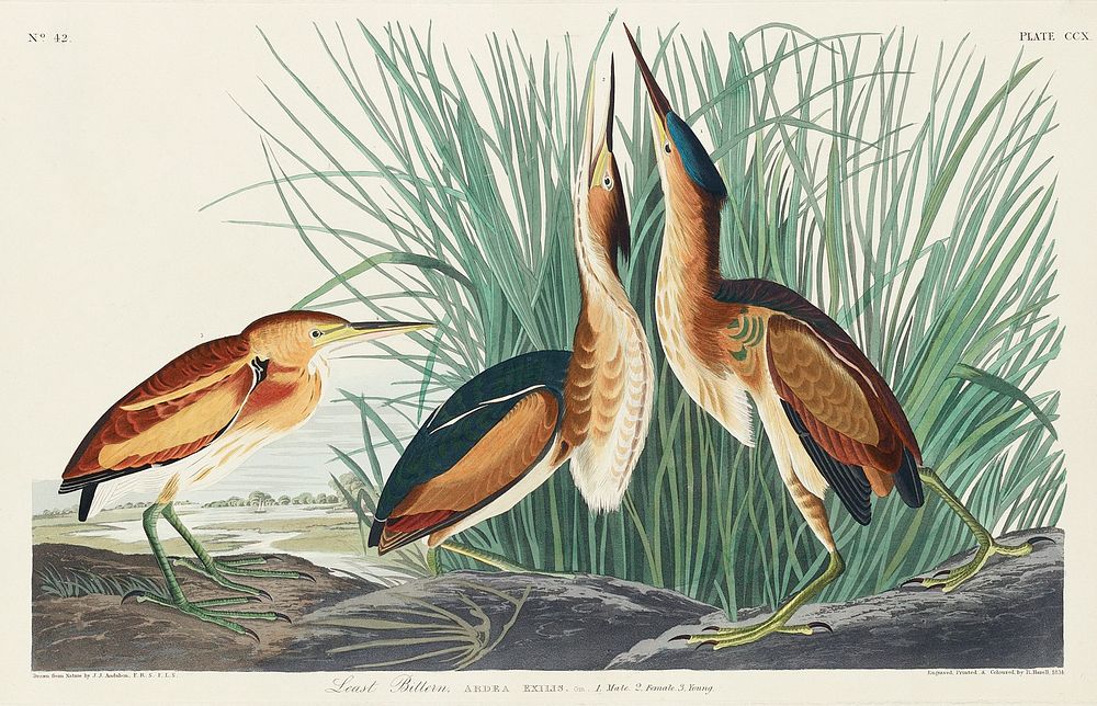 Least Bittern from Birds of America (1827) by John James Audubon, etched by William Home Lizars. Original from University of…