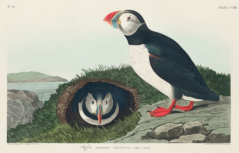 Puffin from Birds of America (1827) by John James Audubon, etched by William Home Lizars. Original from University of…