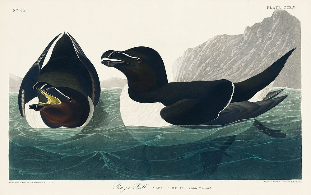 Razor Bill from Birds of America (1827) by John James Audubon, etched by William Home Lizars. Original from University of…