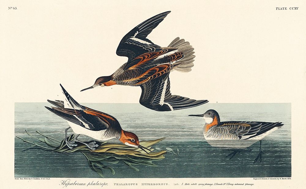 Hyperborean phalarope from Birds of America (1827) by John James Audubon, etched by William Home Lizars. Original from…