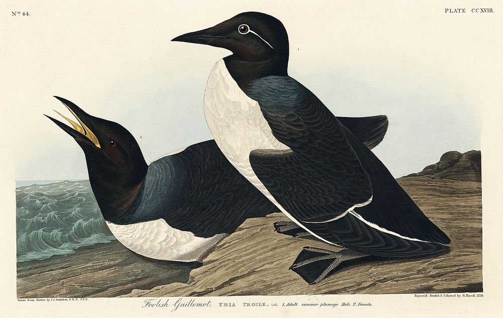 Foolish Guillemot from Birds of America (1827) by John James Audubon, etched by William Home Lizars. Original from…