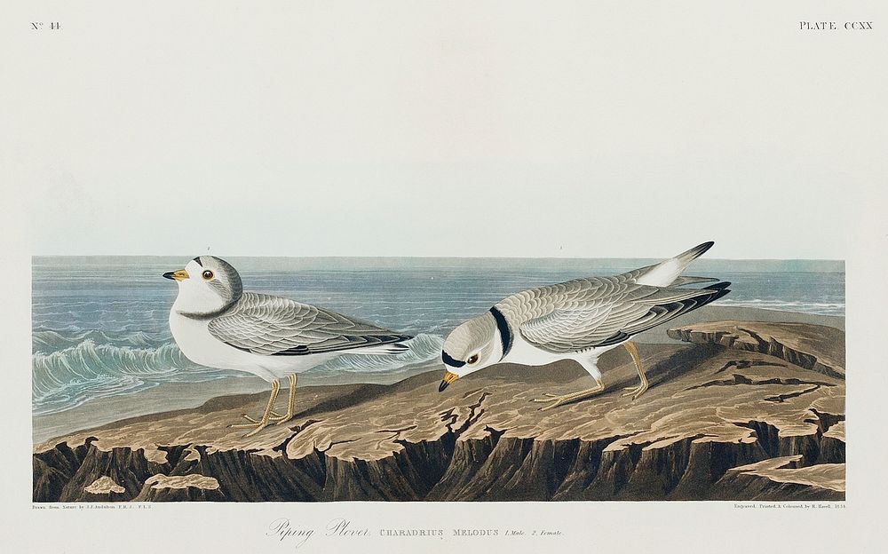 Piping Plover from Birds of America (1827) by John James Audubon, etched by William Home Lizars. Original from University of…