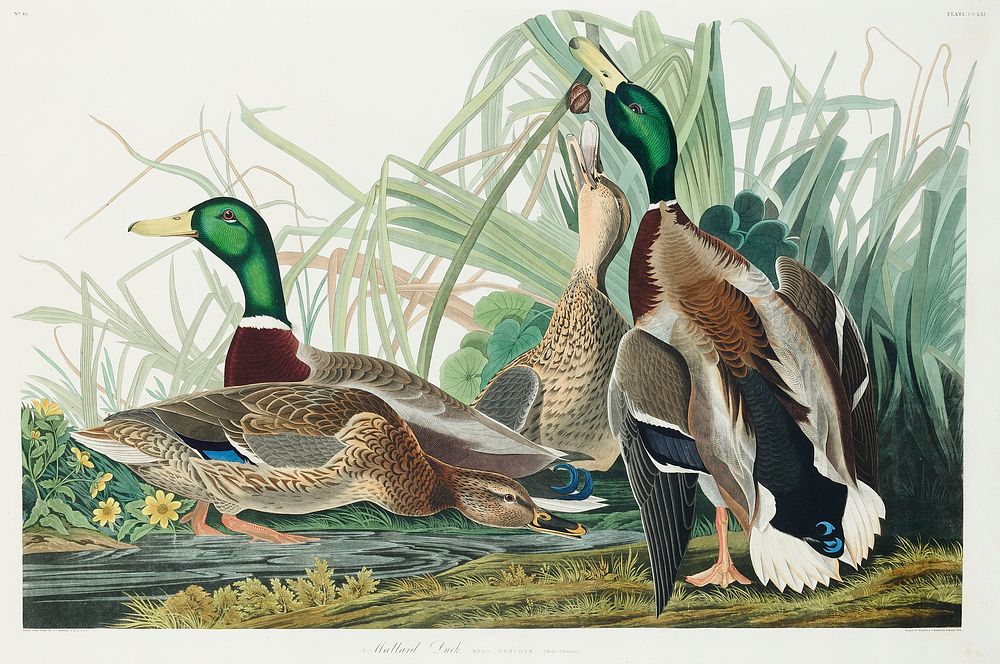 Mallard Duck from Birds of America (1827) by John James Audubon, etched by William Home Lizars. Original from University of…