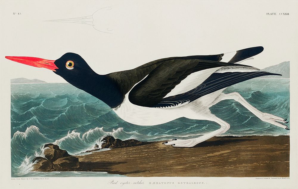 Pied oyster-catcher from Birds of America (1827) by John James Audubon, etched by William Home Lizars. Original from…