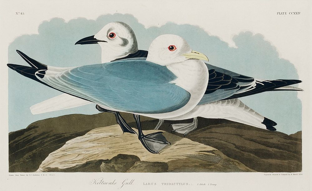 Kittiwake Gull from Birds of America (1827) by John James Audubon, etched by William Home Lizars. Original from University…