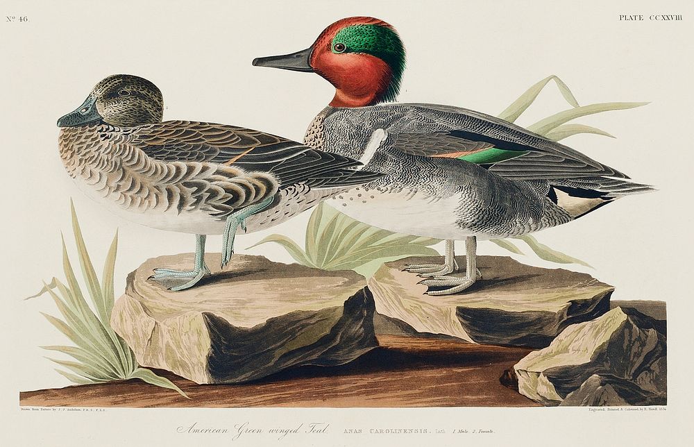 Green winged Teal from Birds of America (1827) by John James Audubon, etched by William Home Lizars. Original from…