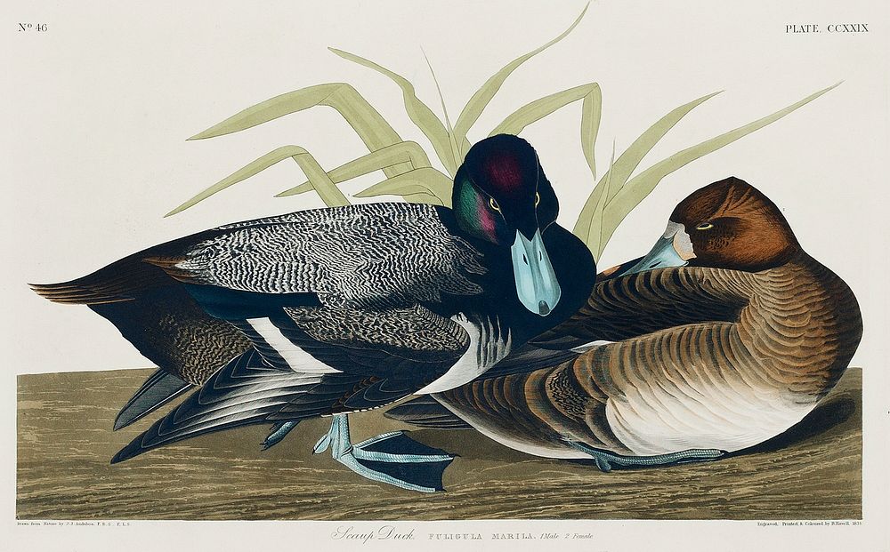 Scaup Duck from Birds of America (1827) by John James Audubon, etched by William Home Lizars. Original from University of…