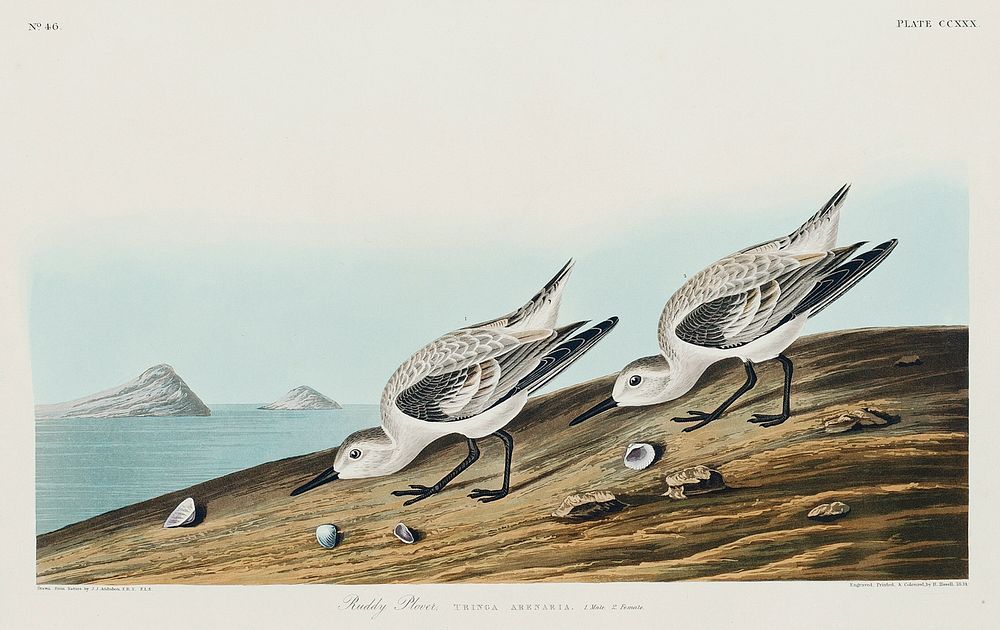 Sanderling from Birds of America (1827) by John James Audubon, etched by William Home Lizars. Original from University of…