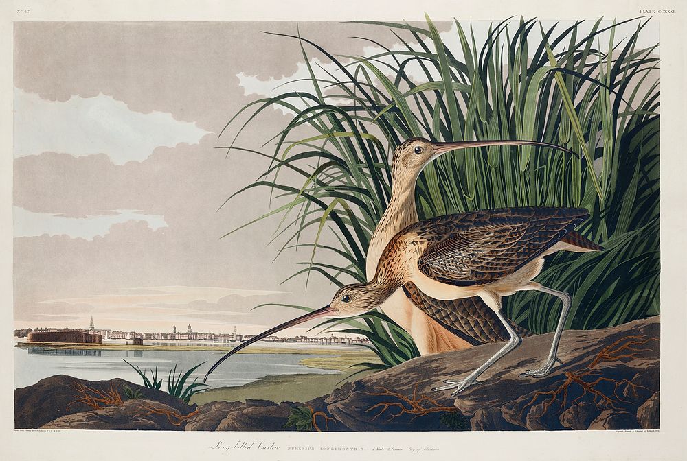 Long-billed Curlew from Birds of America (1827) by John James Audubon, etched by William Home Lizars. Original from…