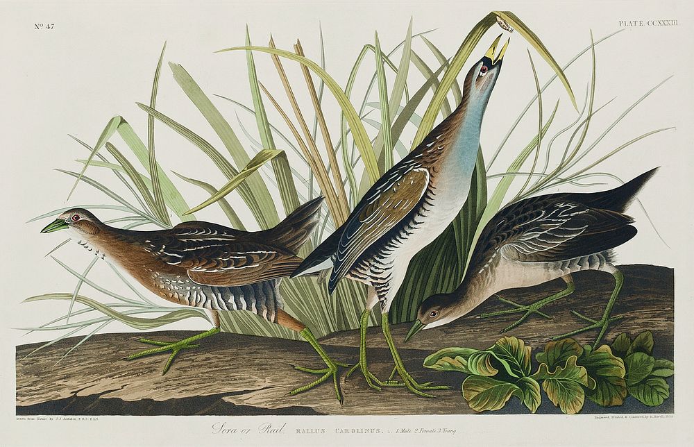 Sora; or Rail from Birds of America (1827) by John James Audubon, etched by William Home Lizars. Original from University of…