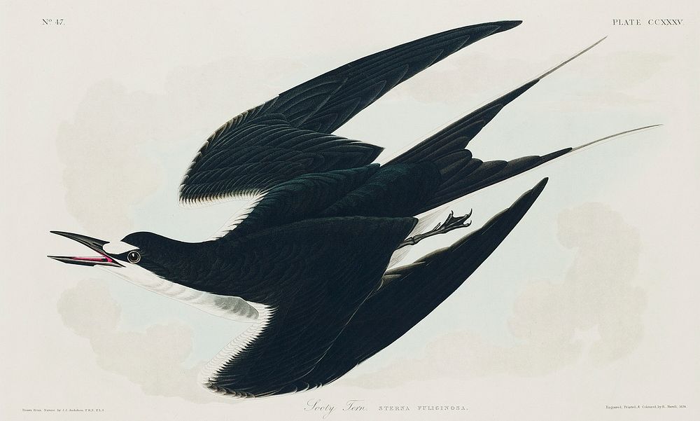 Sooty Tern from Birds of America (1827) by John James Audubon, etched by William Home Lizars. Original from University of…