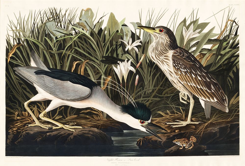 Night Heron, or Qua bird from Birds of America (1827) by John James Audubon, etched by William Home Lizars. Original from…