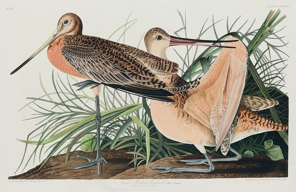 Great Marbled Godwit from Birds of America (1827) by John James Audubon, etched by William Home Lizars. Original from…