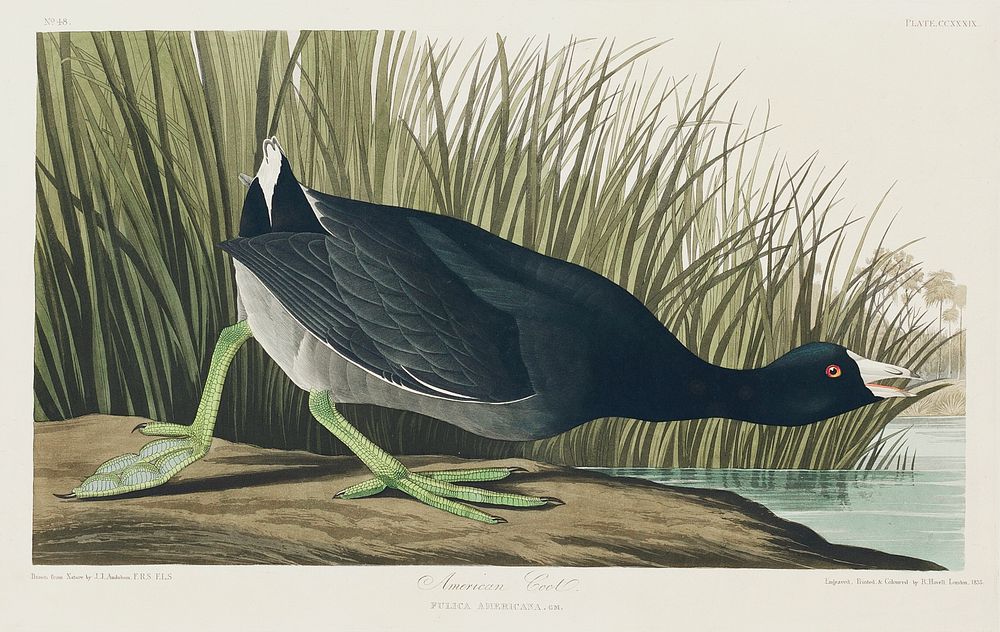 American Coot from Birds of America (1827) by John James Audubon, etched by William Home Lizars. Original from University of…