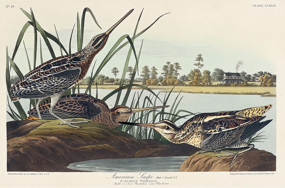 American Snipe from Birds of America (1827) by John James Audubon, etched by William Home Lizars. Original from University…