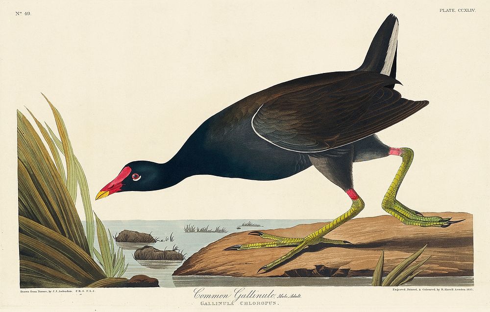 Common Gallinule from Birds of America (1827) by John James Audubon, etched by William Home Lizars. Original from University…