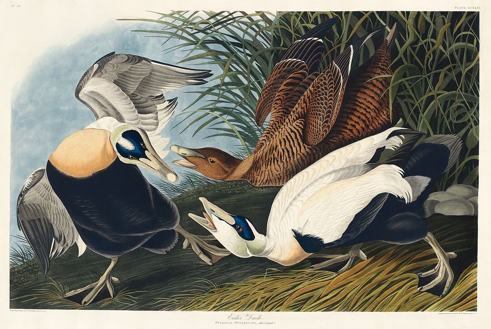 Eider Duck from Birds of America (1827) by John James Audubon, etched by William Home Lizars. Original from University of…