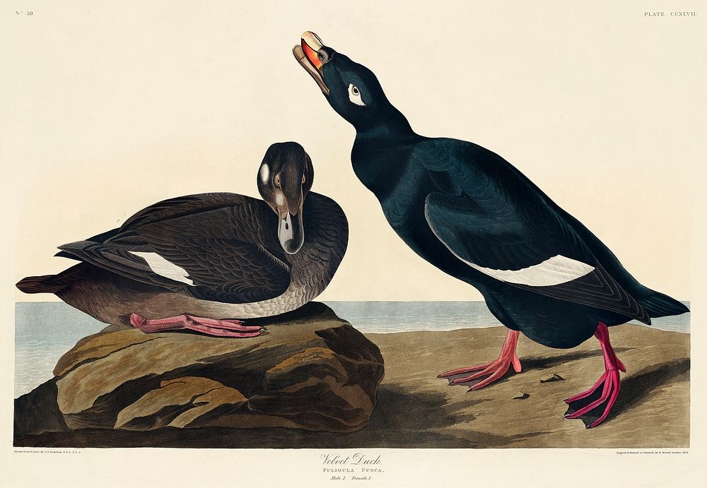 Velvet Duck from Birds of America (1827) by John James Audubon, etched by William Home Lizars. Original from University of…
