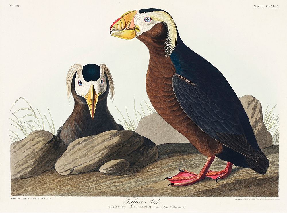 Tufted Auk from Birds of America (1827) by John James Audubon, etched by William Home Lizars. Original from University of…