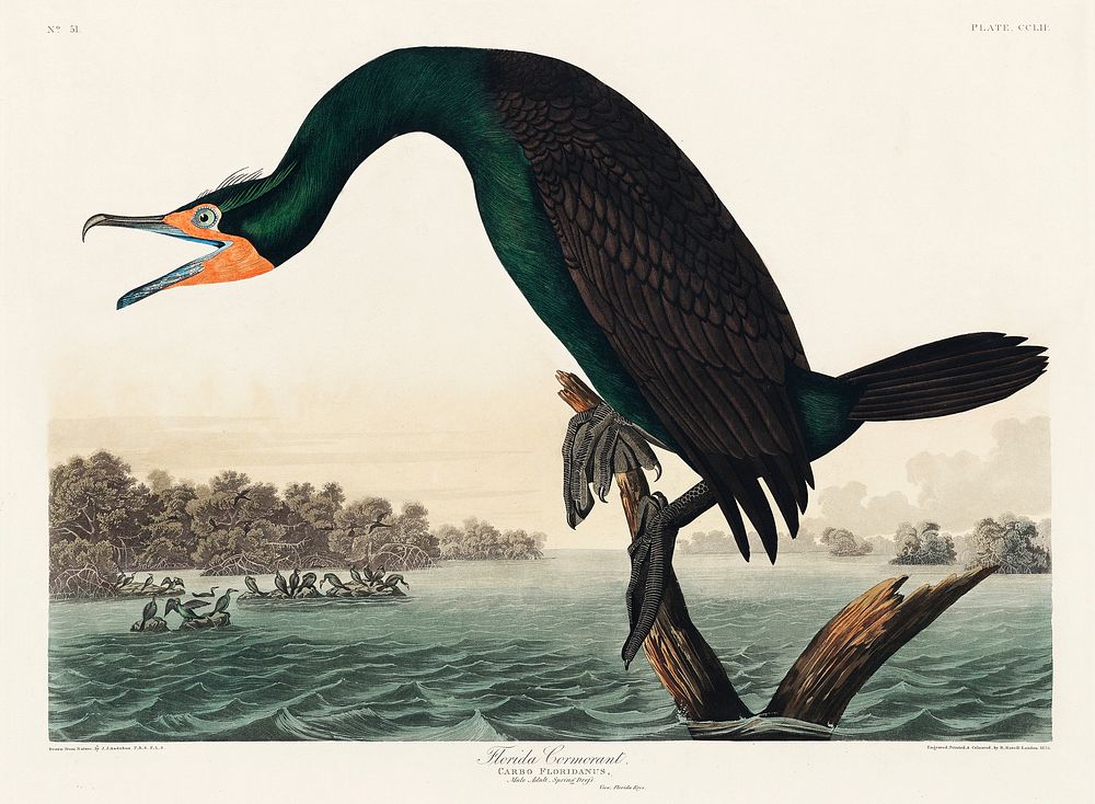 Florida Cormorant from Birds of America (1827) by John James Audubon, etched by William Home Lizars. Original from…