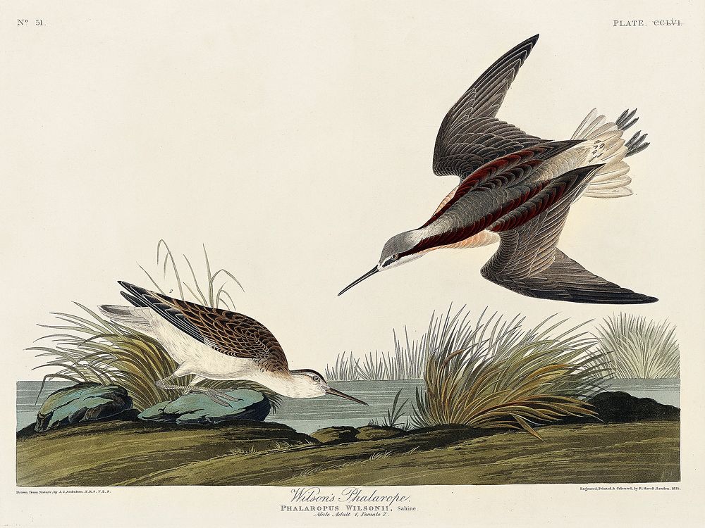 Wilson's Phalarope from Birds of America (1827) by John James Audubon, etched by William Home Lizars. Original from…
