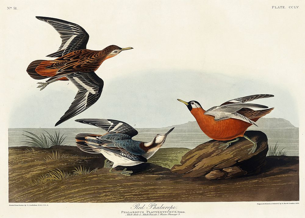 Red Phalarope from Birds of America (1827) by John James Audubon, etched by William Home Lizars. Original from University of…