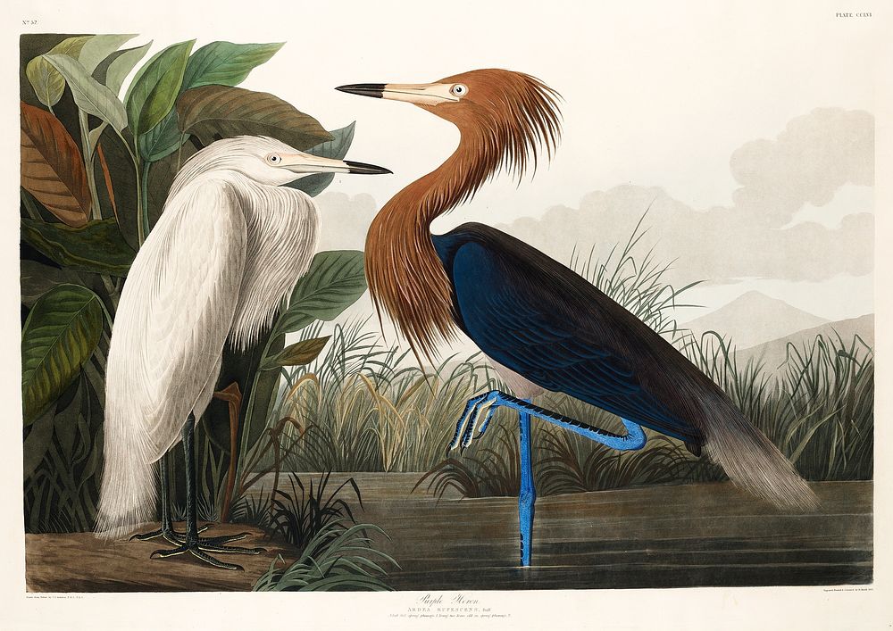 Purple Heron from Birds of America (1827) by John James Audubon, etched by William Home Lizars. Original from University of…