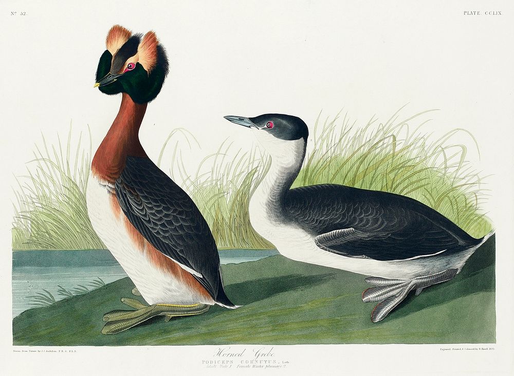 Horned Grebe from Birds of America (1827) by John James Audubon, etched by William Home Lizars. Original from University of…