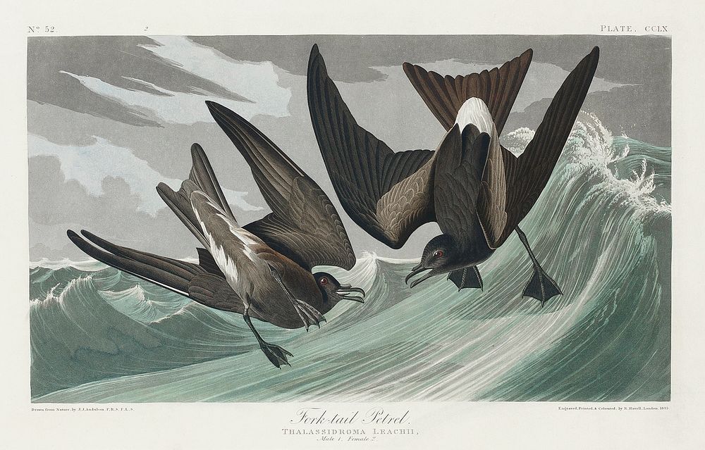 Fork-tailed Petrel from Birds of America (1827) by John James Audubon, etched by William Home Lizars. Original from…