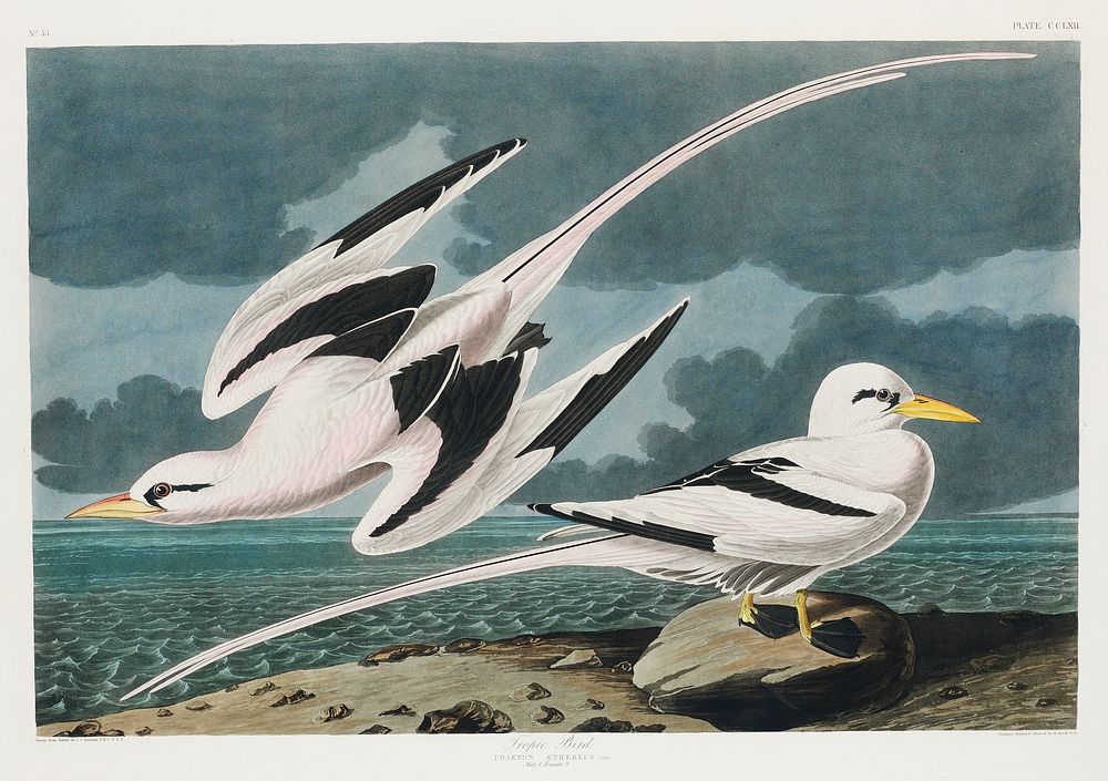 Tropic Bird from Birds of America (1827) by John James Audubon, etched by William Home Lizars. Original from University of…