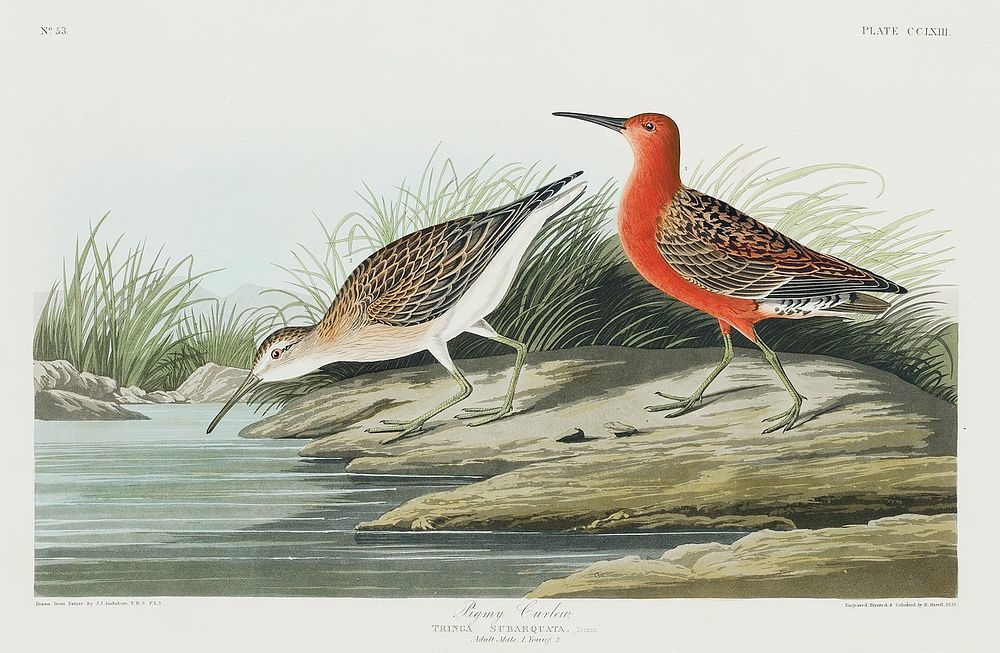 Pigmy curlew from Birds of America (1827) by John James Audubon, etched by William Home Lizars. Original from University of…