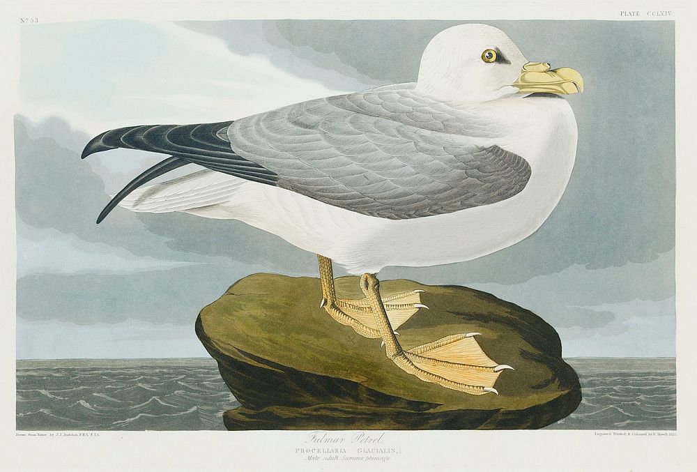 Fulmar Petrel from Birds of America (1827) by John James Audubon, etched by William Home Lizars. Original from University of…